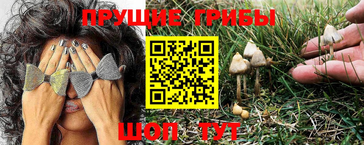 Галлюциногенные грибы Psilocybe  магазин    Галлюциногенные грибы Psilocybe  Псков  Вход с VPN 